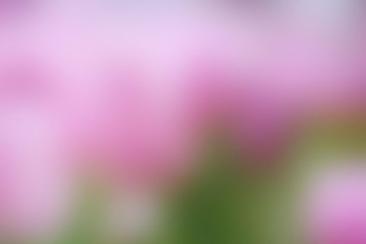 abstract pink blur for background