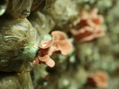 Pink oyster mushroom (Pleurotus djamor) on spawn bags growing in a farm