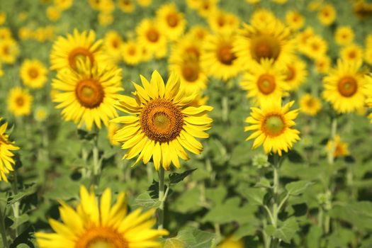 beautiful sunflower plant in the field, Thailand