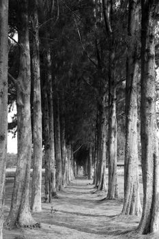 gravel path between pine trees in Thailand (Black & White)