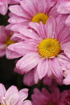 beautiful Chrysanthemum flower blooming in the garden