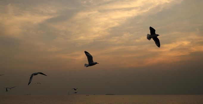 Seagull with sunset at Bang Pu beach, Thailand