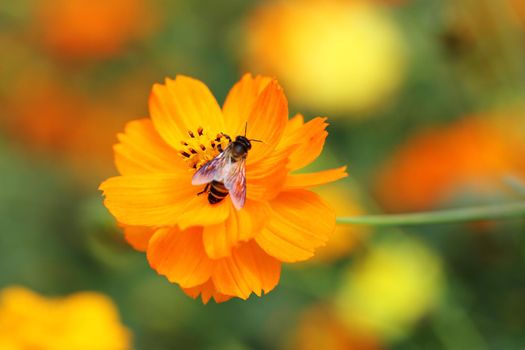 orange cosmos flower with bee in the garden