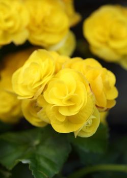 yellow begonia flower blooming in the garden