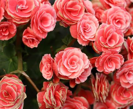 pink begonia flower blooming in the garden