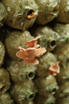 Pink oyster mushroom (Pleurotus djamor) on spawn bags growing in a farm