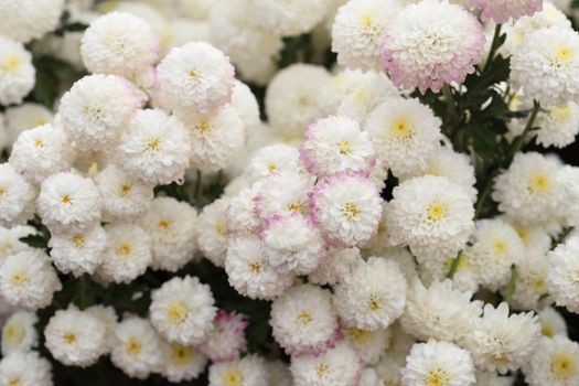 beautiful Chrysanthemum flower blooming in the garden