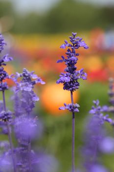 Lavender Flower in the garden