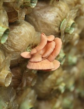 Pink oyster mushroom (Pleurotus djamor) on spawn bags growing in a farm