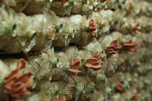 Pink oyster mushroom (Pleurotus djamor) on spawn bags growing in a farm