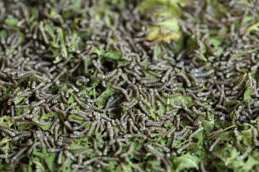 silkworms with mulberry leaves on the woven basket