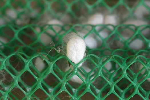 white silkworm cocoon in the farm