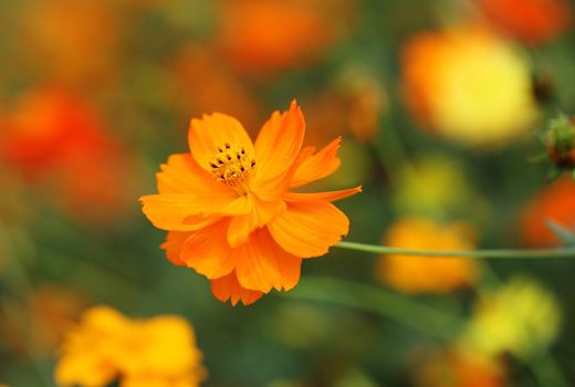 beautiful orange cosmos flower in the garden