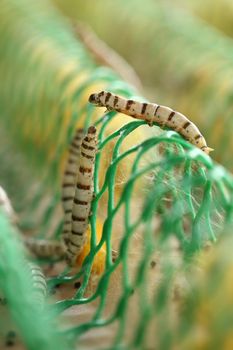 close up of silkworm in the farm