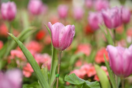 beautiful pink tulip blooming in the garden