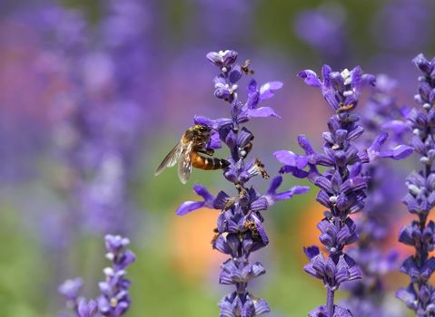 Lavender flower with bee in the garden