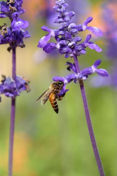 Lavender flower with bee in the garden