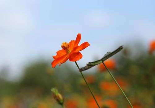 beautiful orange cosmos flower in the garden