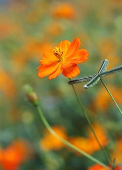 beautiful orange cosmos flower in the garden