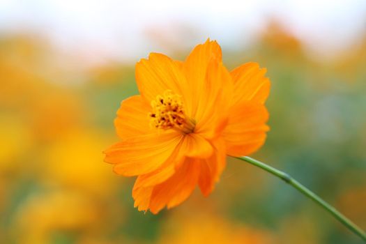 beautiful orange cosmos flower in the garden