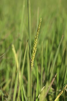 close up of Rice spike in the paddy field