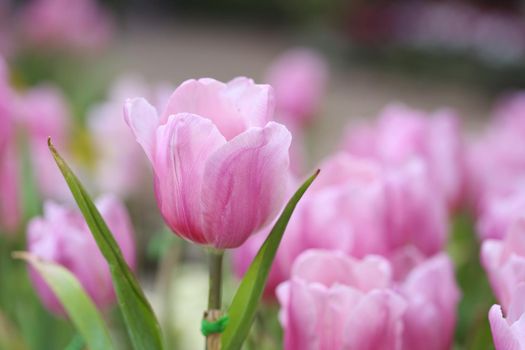 beautiful pink tulip blooming in the garden