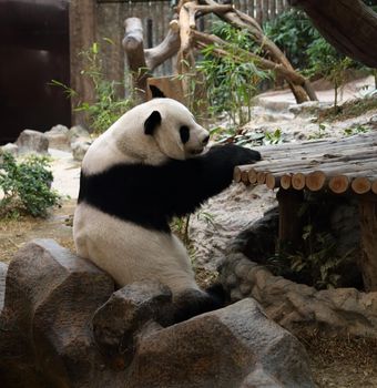 panda bear resting in the zoo