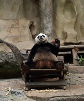 panda bear eating carrot in the zoo