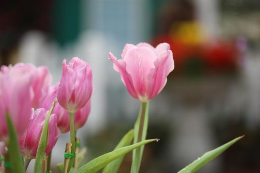 beautiful pink tulip blooming in the garden