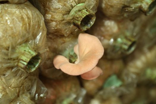 Pink oyster mushroom (Pleurotus djamor) on spawn bags growing in a farm