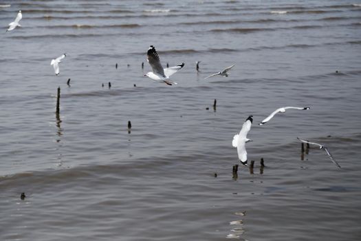 Seagull flying at Bang Pu beach, Thailand