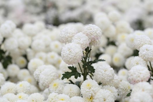 beautiful Chrysanthemum flower blooming in the garden