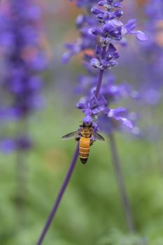 Lavender flower with bee in the garden