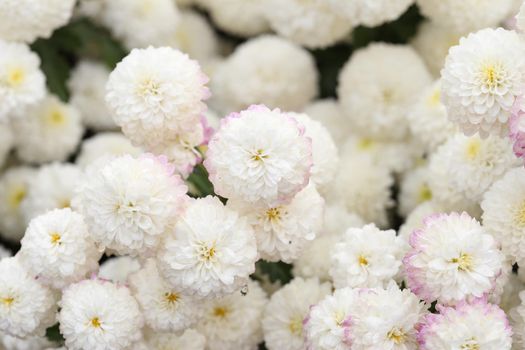 beautiful Chrysanthemum flower blooming in the garden