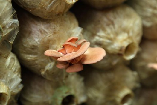 Pink oyster mushroom (Pleurotus djamor) on spawn bags growing in a farm