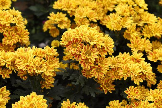 beautiful Chrysanthemum flower blooming in the garden