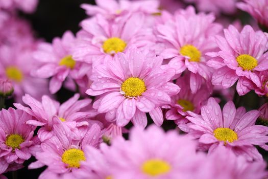 beautiful Chrysanthemum flower blooming in the garden