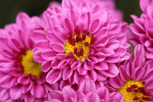 beautiful Chrysanthemum flower blooming in the garden