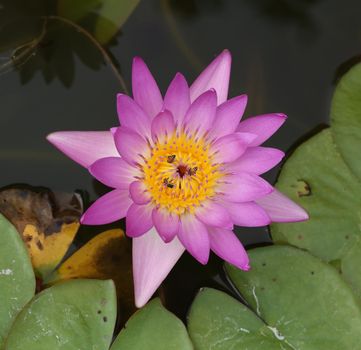 pink lotus or water lily with bee 