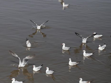 Seagull flying at Bang Pu beach, Thailand