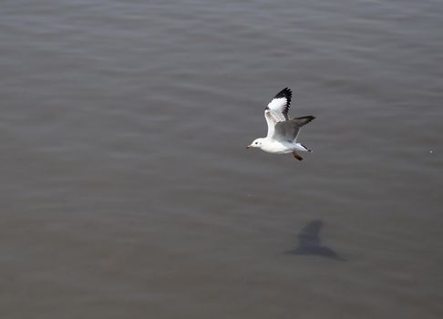 Seagull flying at Bang Pu beach, Thailand