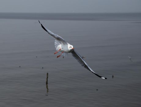 Seagull flying at Bang Pu beach, Thailand