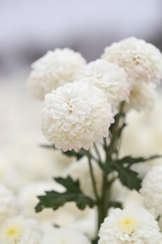 beautiful Chrysanthemum flower blooming in the garden