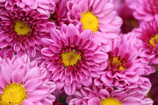 beautiful Chrysanthemum flower blooming in the garden