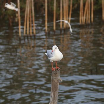 Seagull resting at Bang Pu beach, Thailand