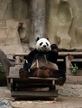 panda bear eating bamboo in the zoo