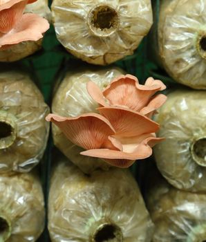 Pink oyster mushroom (Pleurotus djamor) on spawn bags growing in a farm