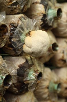 Monkey head mushroom (Yamabushitake mushroom) on spawn bags growing in a farm