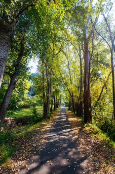 The popular Lilydale to Warburton Rail Trail and rural landscape Near the entrance to Warburton on a warm autumn day in Victoria, Australia