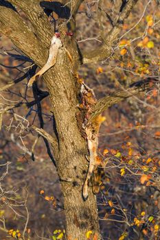 Impala kill by leopard in a tree in Kruger National park, South Africa ; Specie Aepyceros melampus 